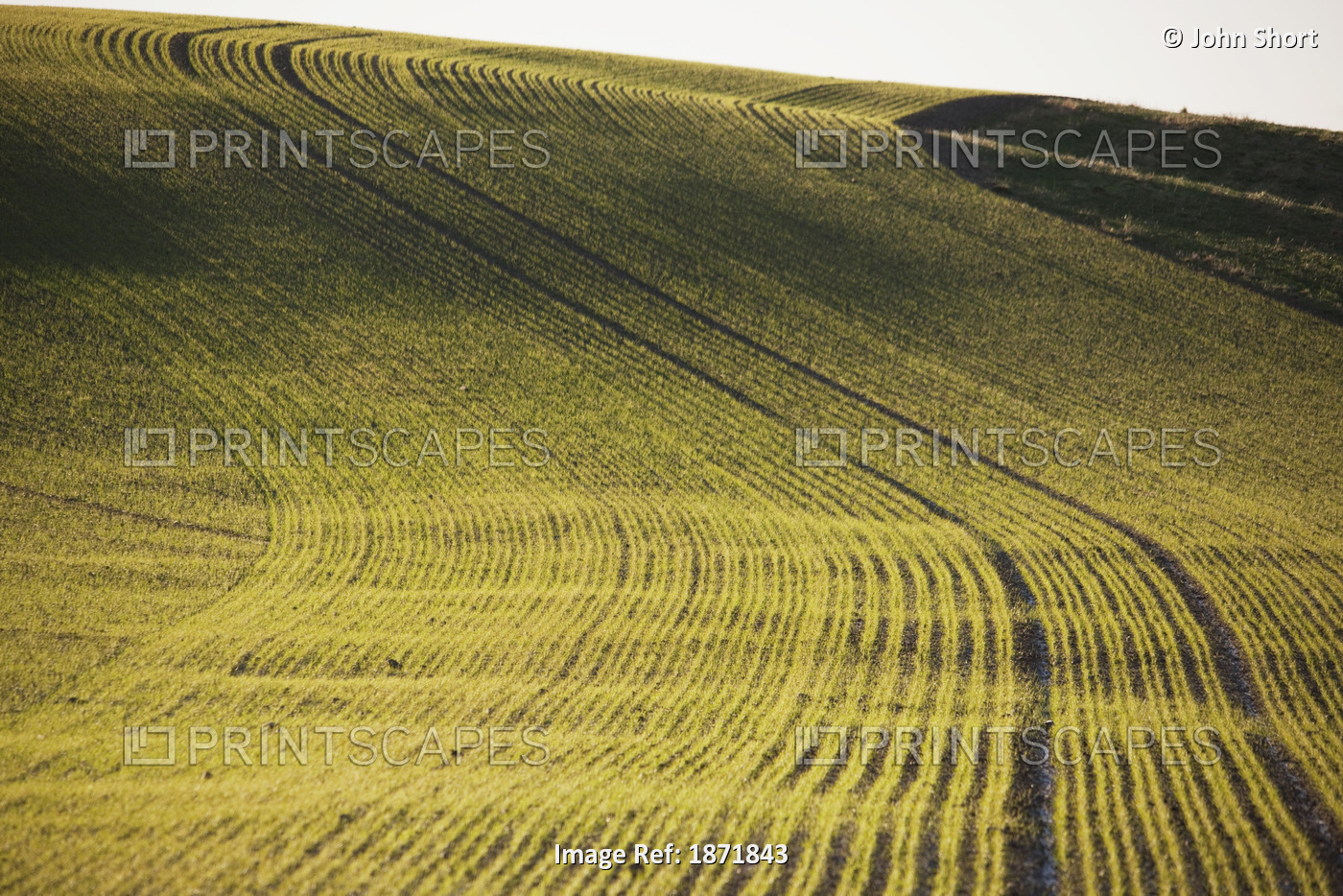 Northumberland, England; Rows Of A Crop In A Field