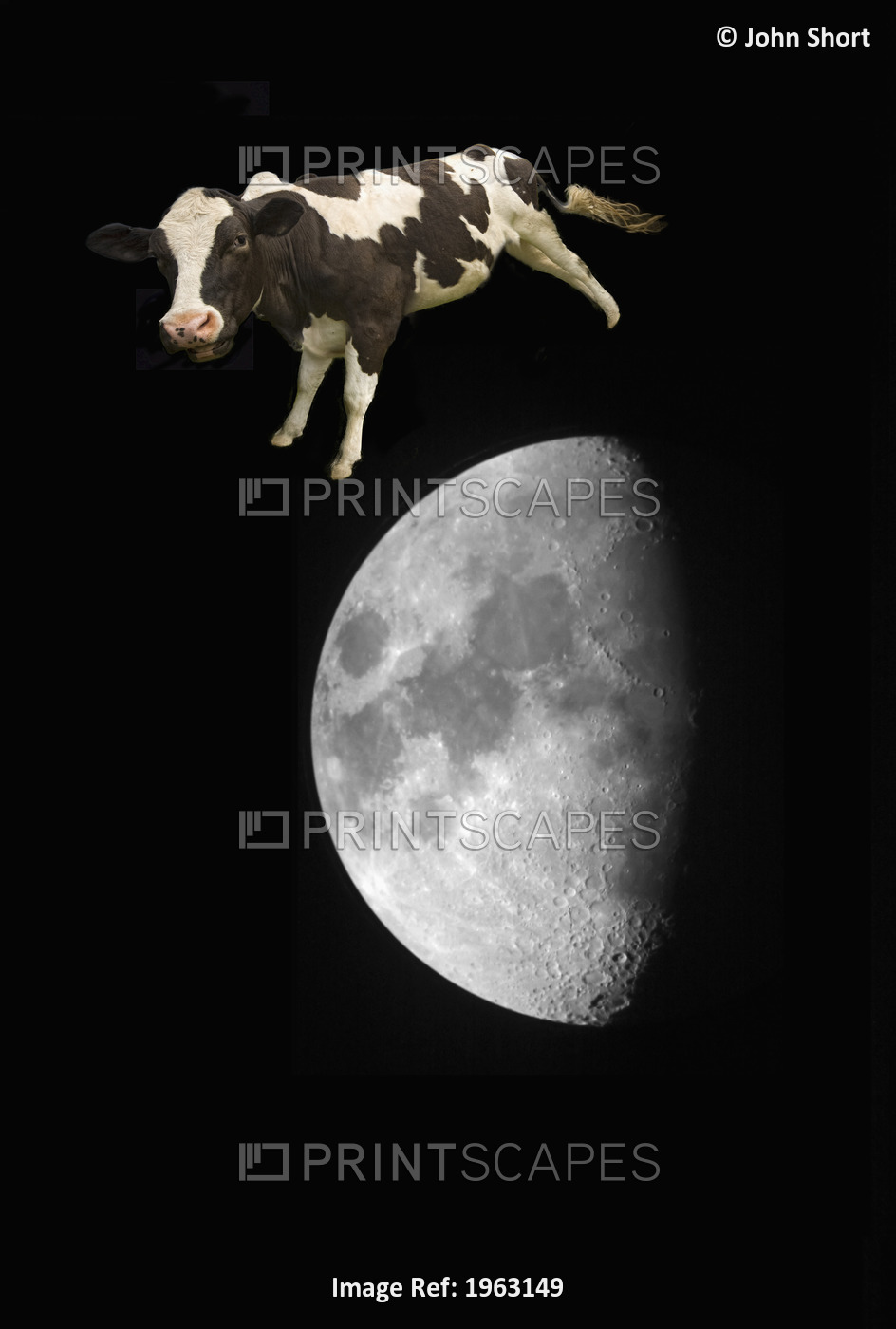 The Cow Jumped Over The Moon; Northumberland, England