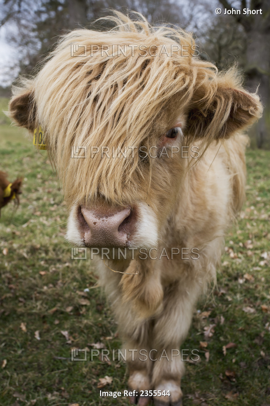 Cow With Long Hair Over It's Face; Scottish Borders, Scotland